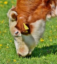 Why British beef is more environmentally friendly than you might think