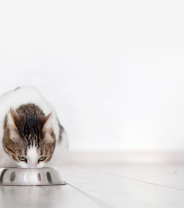The Importance of Getting the Right Vitamin D Levels for Cats 