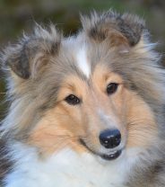 How often do dogs have periods?