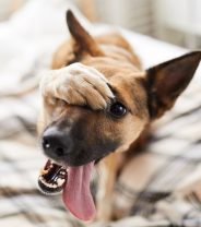 Do all pet insurers raise prices by the same amount each year?