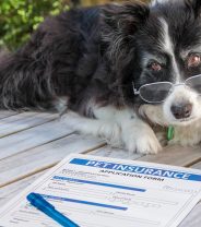 What small print do I need to check for my pet insurance?
