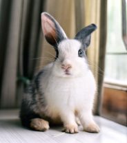 How to treat sore hocks in rabbits 