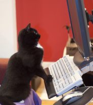 Do price comparison sites work for pet insurance?
