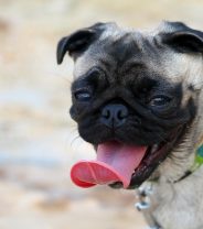 Short-nosed dogs - is it really illegal to breed them?