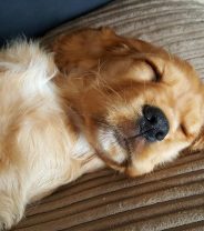 Is Parvovirus Becoming More Common in British Dogs?