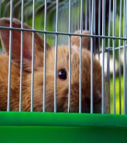Flystrike in rabbits, how bad is it? Can it be prevented?