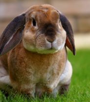 Why does my rabbit pee on me?