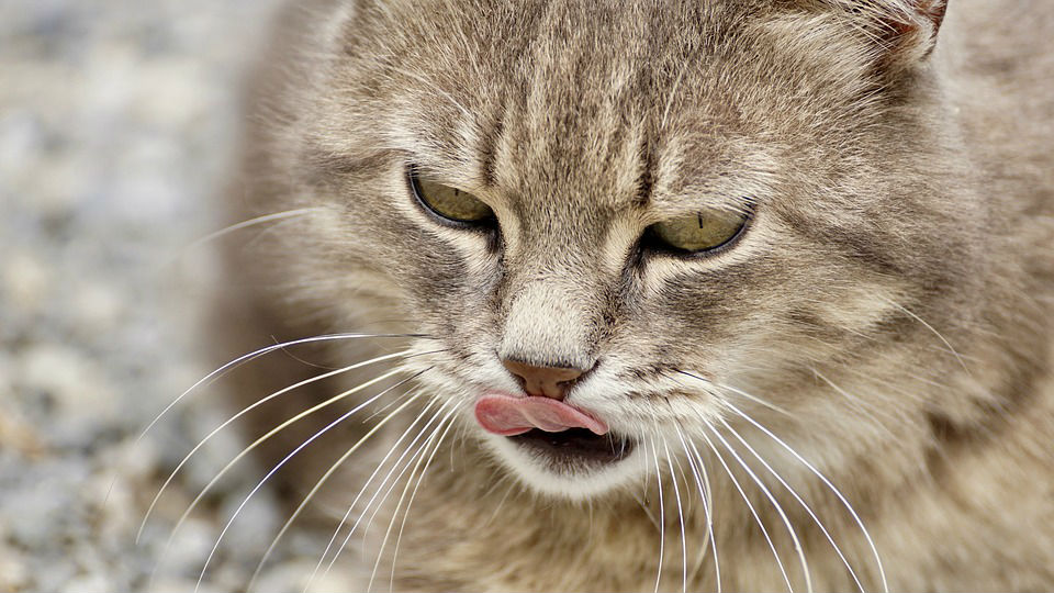 Why does my cat vomit after eating dried food? - Vet Help Direct