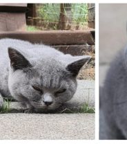 New Treatments for FIP - One Cat's Story