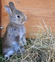 Why are there so few medicines for rabbits? 