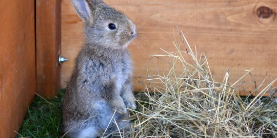 Rabbit in house with hay