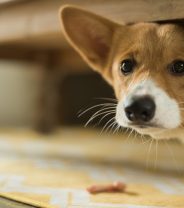 What is Ruby’s law and why is it important? 