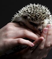 Do hedgehogs make good pets? A Vet's Opinion.