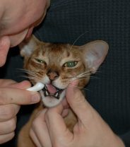 How to choose the best pet toothpaste