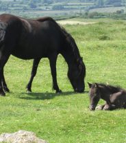 Are there any horses who don’t need passports?