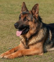 Anal fissures in dogs – what’s going on?