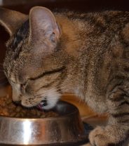 What is the 4% rule in pet food labelling?