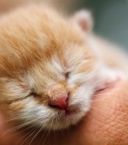 How to wean kittens