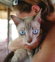 Why does my cat not like being picked up?