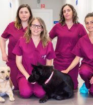 What vet nurses do: clinical nurse manager 