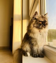 Is It True That Cats Scent Mark People?