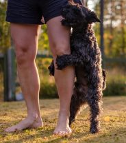 Why Does My Dog Hump Me?