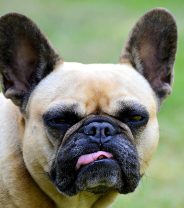 Why does my dog reverse sneeze?