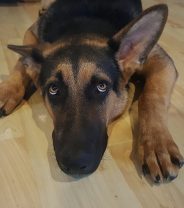 Might my dog have EPI?