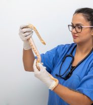 Are there any exotics specialist vets that owners can consult with in the UK?