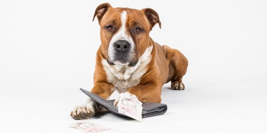 Dog with wallet full of cash