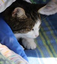 Keeping your cat warm when the house is cold