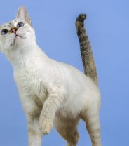 Spot on wormers for cats - all you need to know