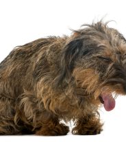 Do dogs and cats get bronchitis? 
