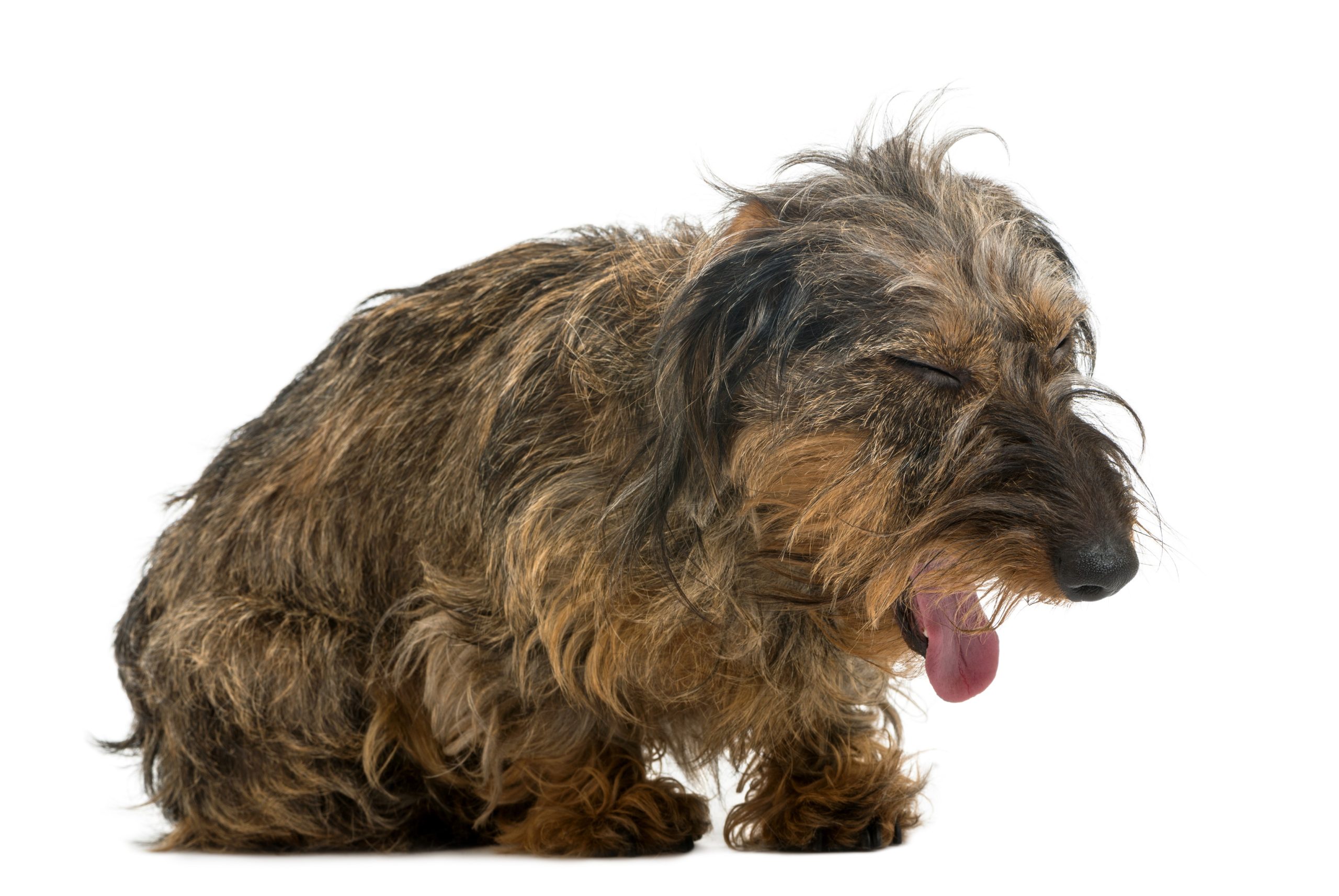 Dog coughing