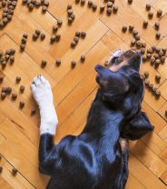 How do dental diets for dogs work?