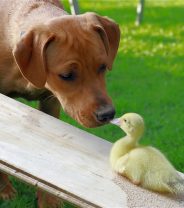 Can dogs get Bird Flu?