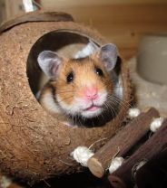 Spring Cleaning: the importance of hygiene in small pet houses 