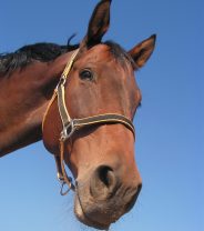 Why does my horse eat mud?
