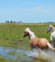 Is there pet insurance for horses?