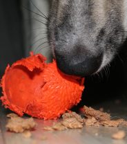 Why does my dog destroy their toys?