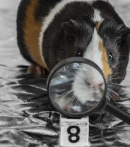 Is there pet insurance for Guinea pigs?