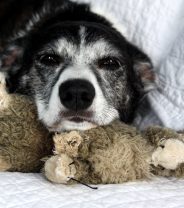 How to Talk to My Vet about if Palliative Care is Right for My Pet