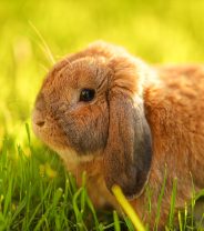 Lumps and bumps - abscesses in rabbits