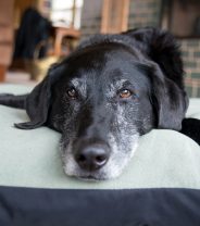Top tips for managing pet arthritis at home 
