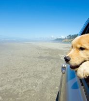 Warmer Weather – Newer Diseases for Pets in the UK? 