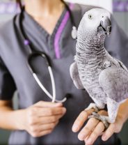 How Do I Find a Good Bird Vet?