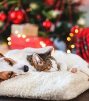 Give your pets a happy Christmas, not a stressy one! 