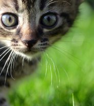 Do cats get separation anxiety?