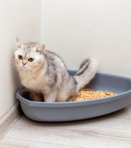 Stress and cystitis in cats - what’s the link? 
