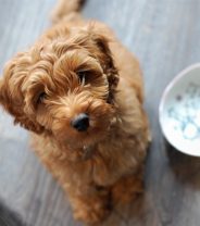 How should I adjust how I feed my dog in cold weather?